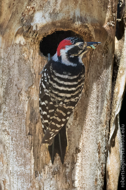 woodpecker